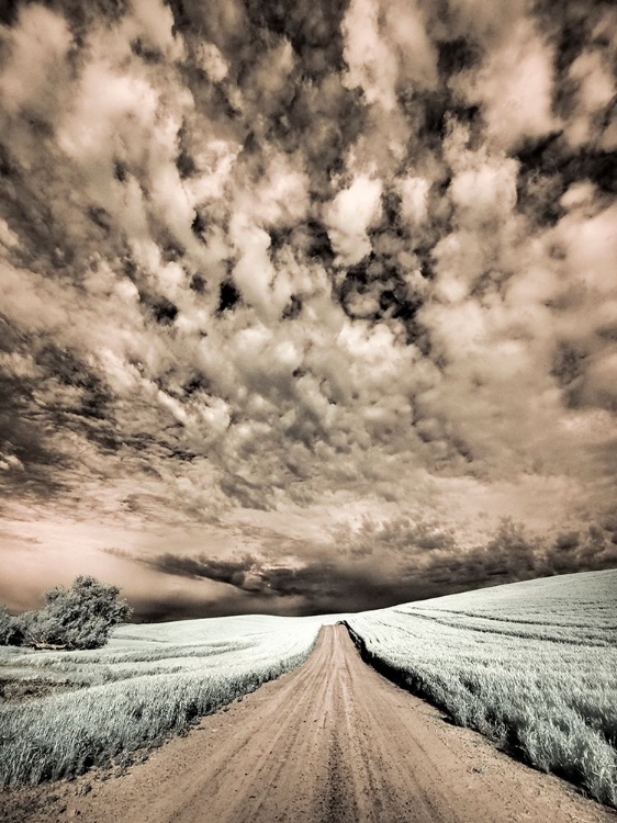 Picture of USA-WASHINGTON STATE-PALOUSE-BACKCOUNTRY ROAD THROUGH WHEAT FIELD AND CLOUDS