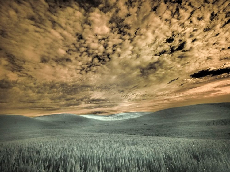 Picture of USA-WASHINGTON STATE-PALOUSE-WHEAT FIELD AND CLOUDS