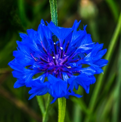Picture of COLORFUL BLUE BACHELORS BUTTON CORNFLOWER BLOOMING-NATIVE TO EUROPE NOW ALL OVER THE WORLD