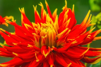 Picture of RED YELLOW ORANGE DINNERPLATE DAHLIA BLOOMING-DAHLIA NAMED SHOW N TELL