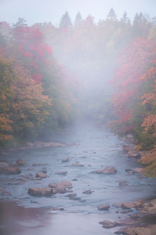 Picture of USA-WEST VIRGINIA-DAVIS FOGGY STREAM IN BLACKWATER STATE PARK