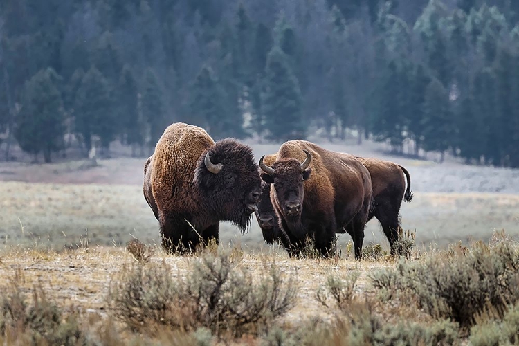 Picture of AMERICAN BISON YELLOWSTONE NATIONAL PARK-WYOMING