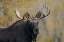 Picture of BULL MOOSE-GRAND TETON NATIONAL PARK-WYOMING