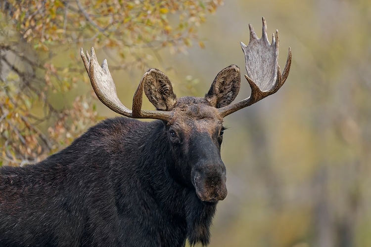 Picture of BULL MOOSE-GRAND TETON NATIONAL PARK-WYOMING