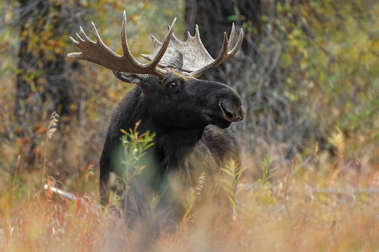 Picture of BULL MOOSE-GRAND TETON NATIONAL PARK-WYOMING