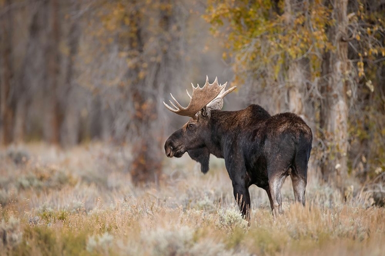 Picture of BULL MOOSE-GRAND TETON NATIONAL PARK-WYOMING