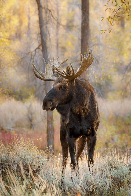 Picture of BULL MOOSE IN AUTUMN-GRAND TETON NATIONAL PARK-WYOMING