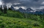 Picture of USA-WYOMING-GERANIUM AND ARROWLEAF BALSAMROOT WILDFLOWERS IN MEADOW-WEST SIDE OF TETON MOUNTAINS