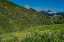 Picture of USA-WYOMING-GERANIUM AND ARROWLEAF BALSAMROOT WILDFLOWERS IN MEADOW WEST SIDE OF TETON MOUNTAINS-SU