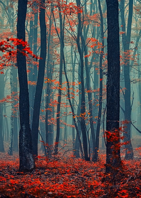 Picture of AUTUMN FOREST IN THE MIST