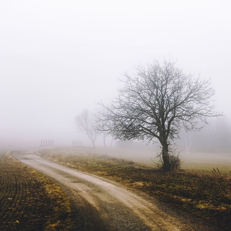 Picture of LONELY TREE IN THE MIST