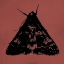 Picture of COLORMOODS:MOTH4