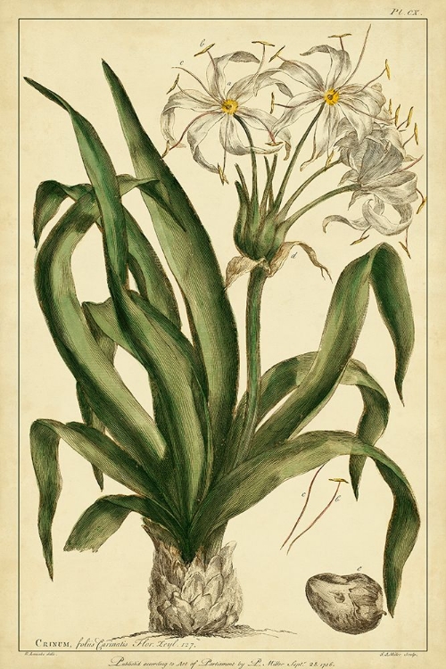 Picture of CRINUM  PL. CX