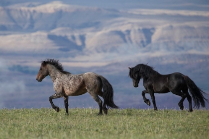 Picture of HORSES IN THE FIELD WITH MOUNTAINS