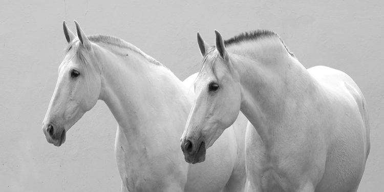 Picture of WHITE HORSES
