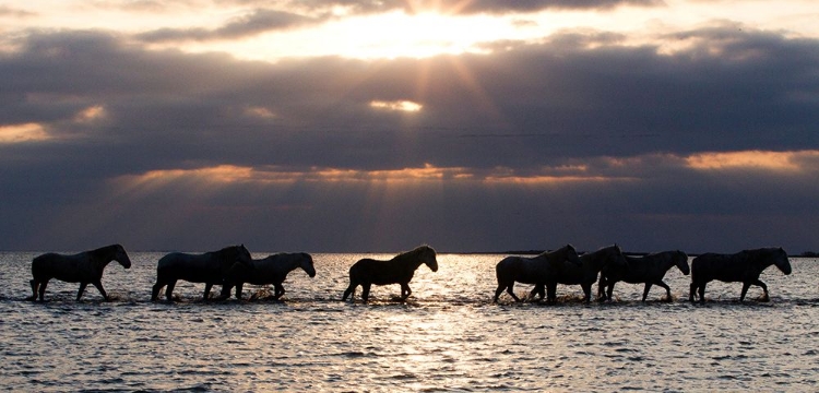 Picture of CAMERGUE HORSES AT DAWN