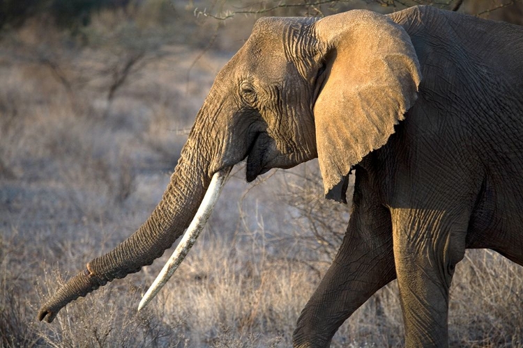 Picture of GAZING ELEPHANT