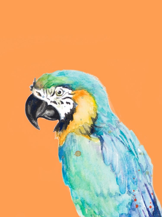 Picture of PARROT PORTRAIT