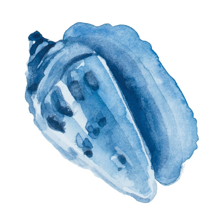 Picture of DARK INDIGO CONCH