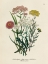 Picture of VINTAGE FLOWERS II