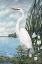 Picture of GREAT WHITE EGRET