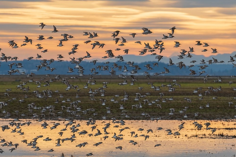 Picture of SUNSET FLIGHT