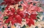 Picture of POINSETTIA