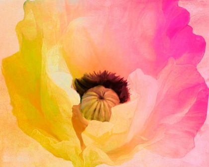 Picture of POPPY GRADIENT II