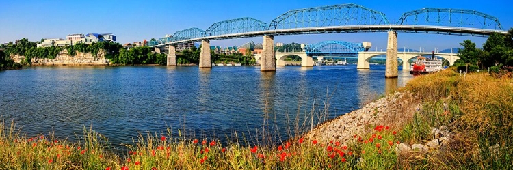 Picture of BRIDGE POPPIES COLOR