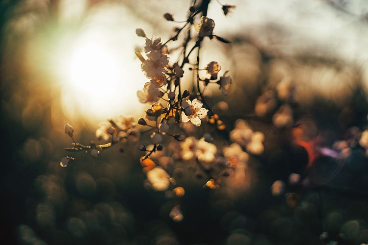 Picture of DOGWOOD SUNSET