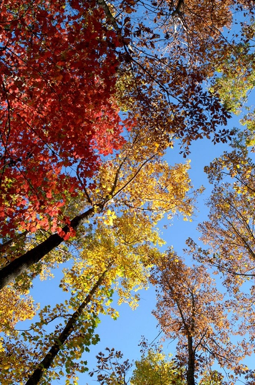 Picture of FALL TREES