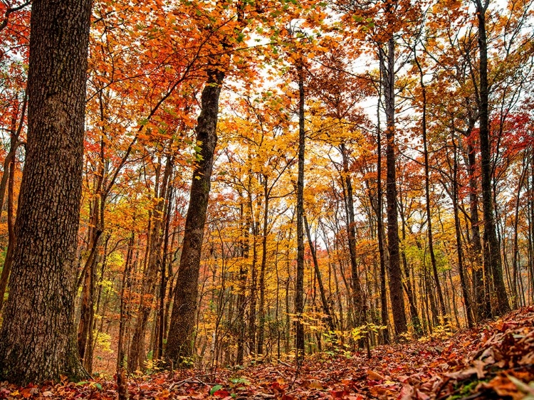 Picture of FALL TREES 19