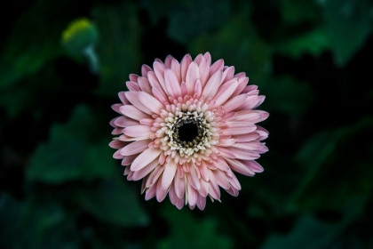 Picture of FLOWER CARNATION