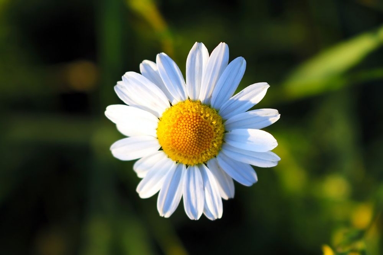 Picture of FLOWER DAISY