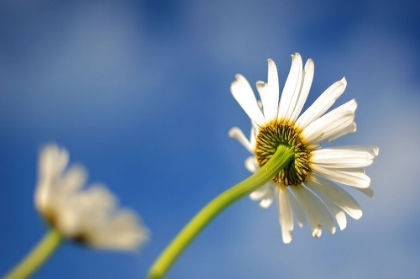 Picture of FLOWER WHITE