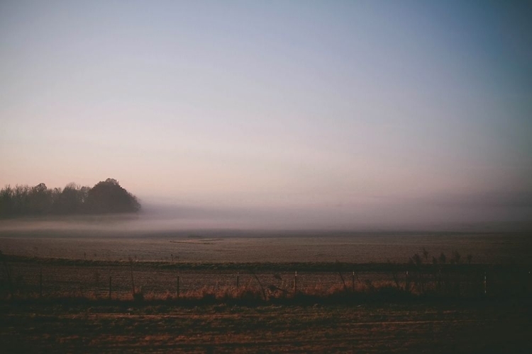 Picture of FOGGY FIELD