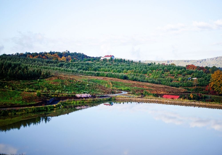 Picture of MERCIERS ORCHARD