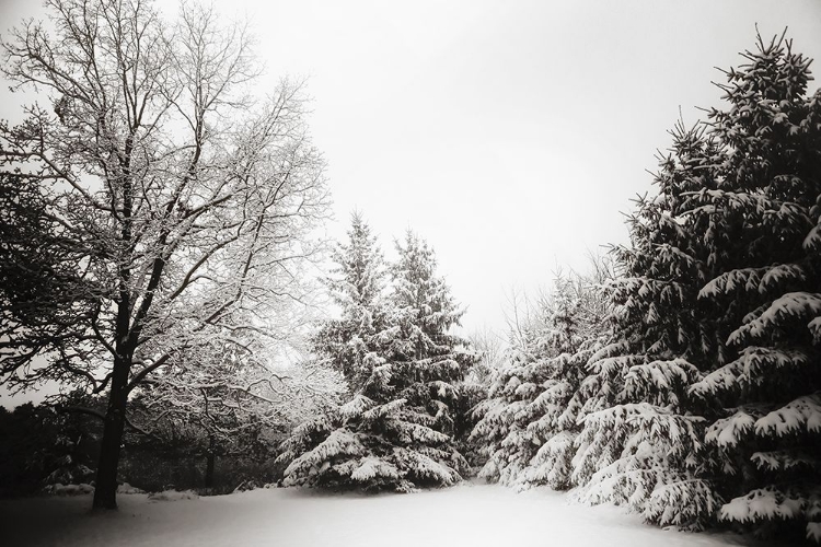 Picture of SNOW TREES