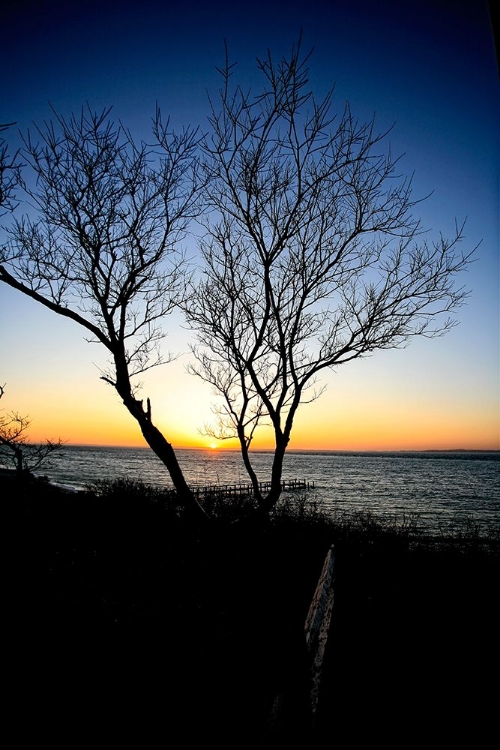 Picture of TREE SUNSET