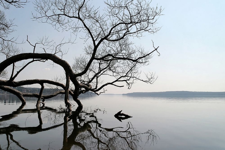 Picture of TREES AND WATER 7