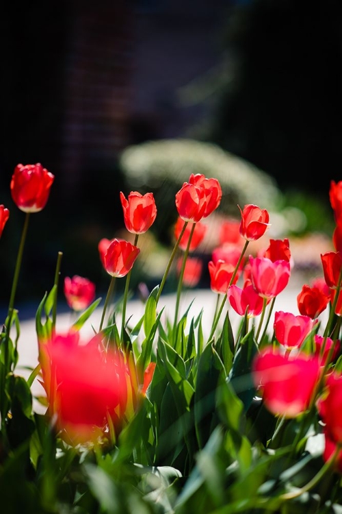 Picture of TULIPS 2