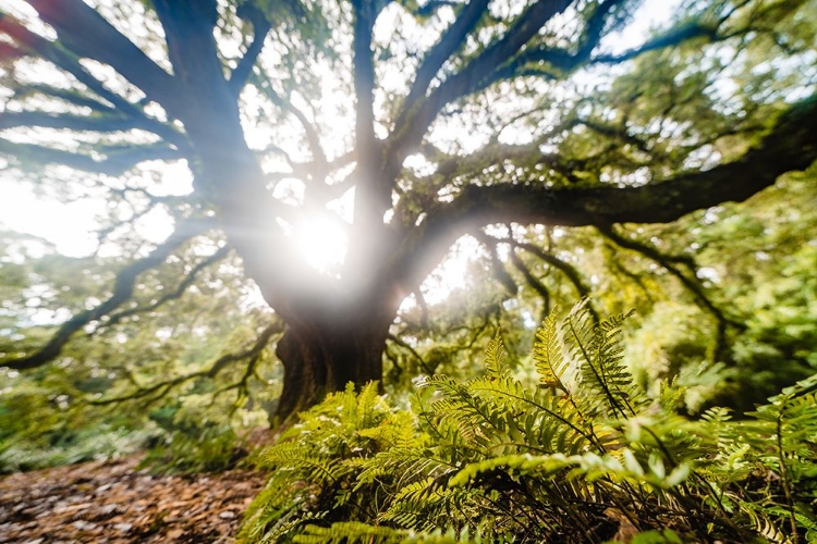 Picture of DREAM TREE FERN 