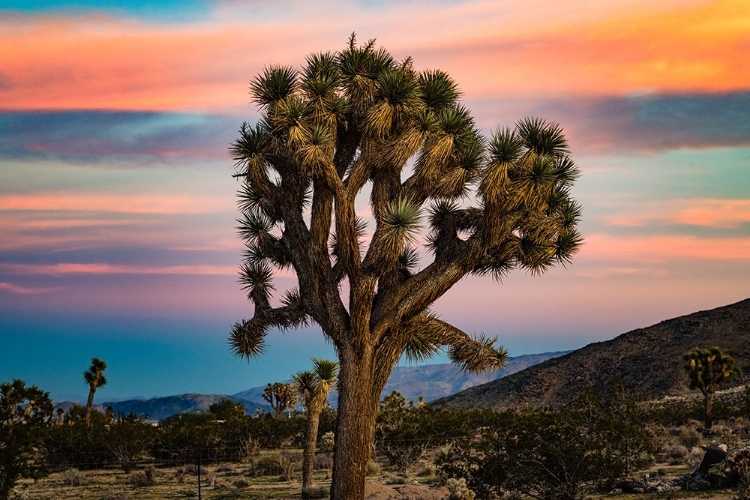 Picture of COTTON CANDY TREE