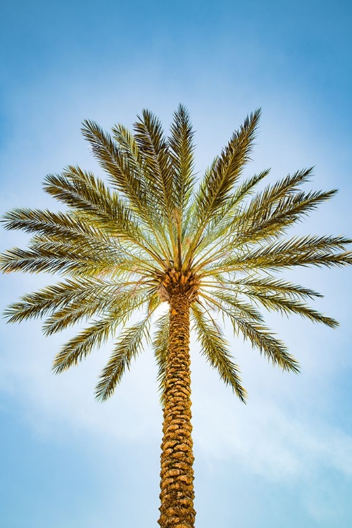 Picture of GLOWING PALMS