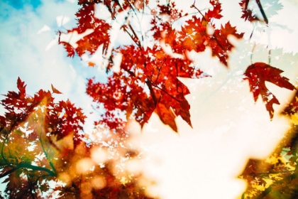 Picture of AUTUMN LEAVES