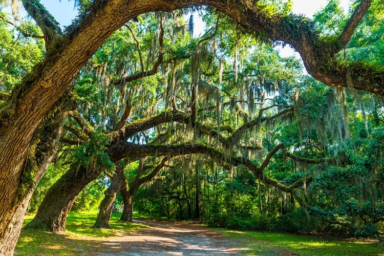 Picture of ST HELENA TREES