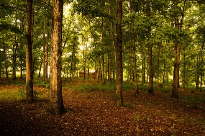 Picture of GOLDEN WOODS