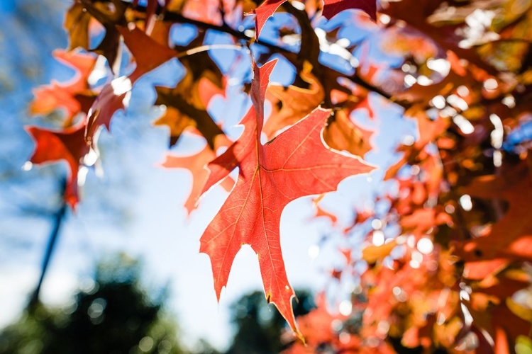 Picture of FALL LEAF