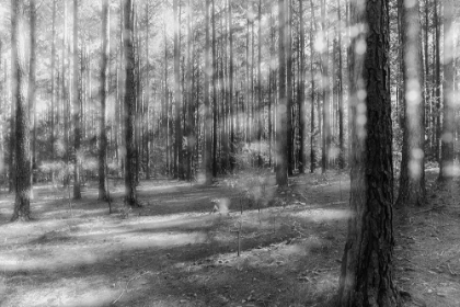 Picture of BLURRY FOREST 2 BW