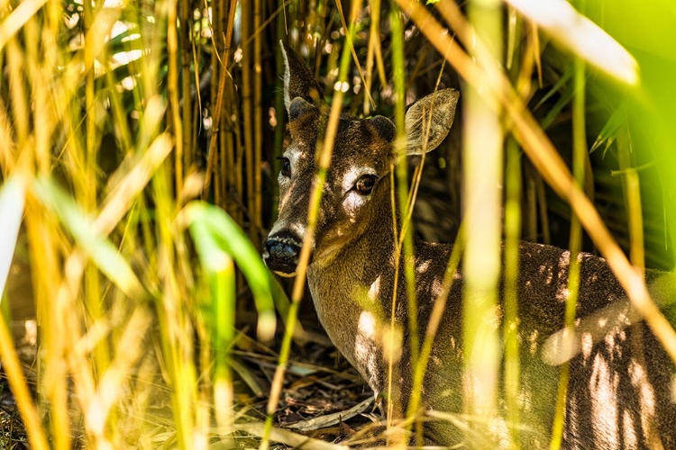 Picture of DEER AT REST